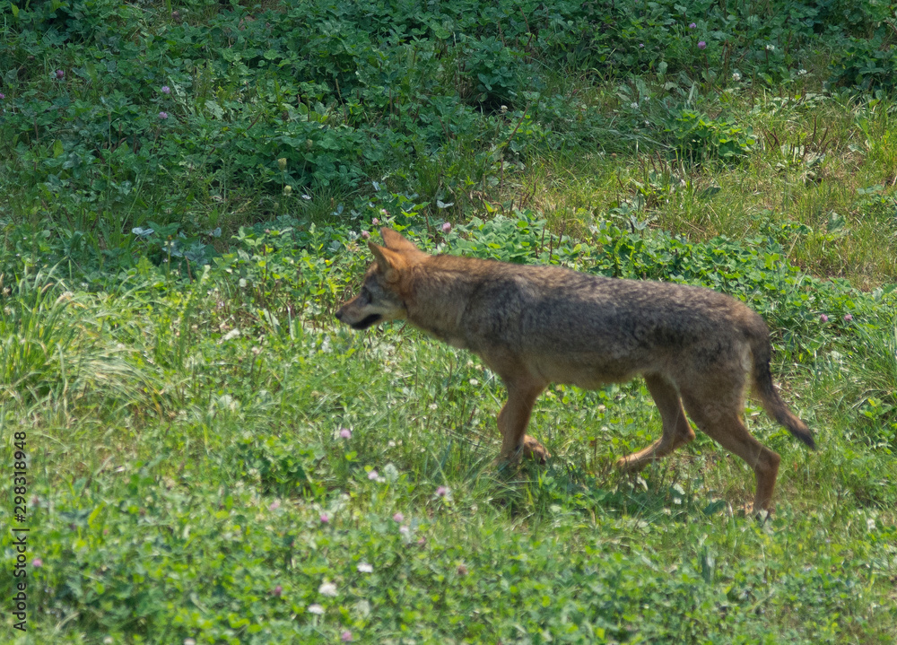 Fototapeta premium iberian wolf in cabarceno natural park, spain
