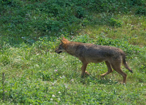 iberian wolf in cabarceno natural park, spain