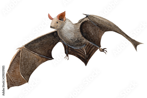 halloween postcard  bat raven watercolor illustration  clipart