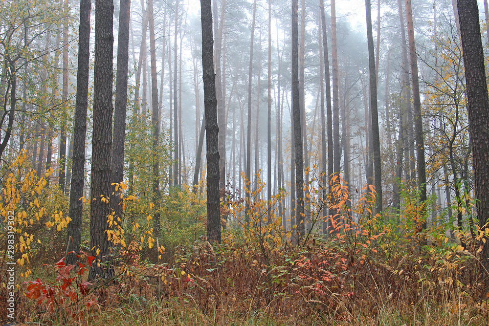 Fototapeta premium jasne kolory w jesiennym lesie
