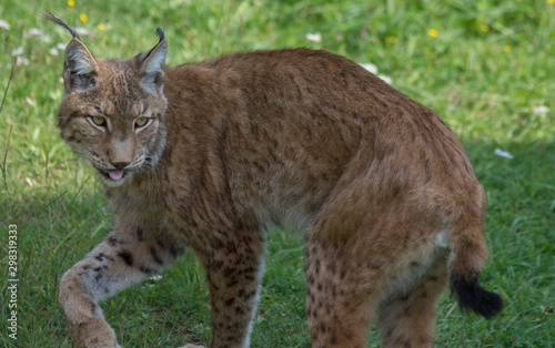 Iberian lynx in cabarceno  spain