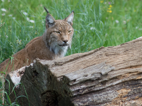 Iberian lynx in cabarceno, spain