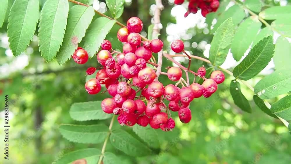 Chokeberry grows on the tree. A lot of branches and leaves. Small black fruit. Chokeberry grows on the tree. A lot of branches and leaves. Small black fruit.