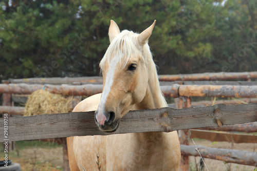 beautiful blonde horse at morning workout
