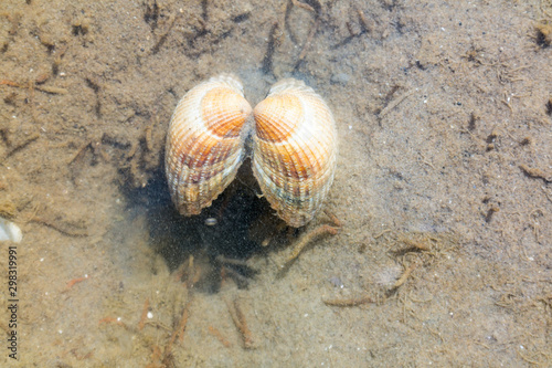 Common cockle, Cerastoderma edule, underwater in shallow water at low tide photo