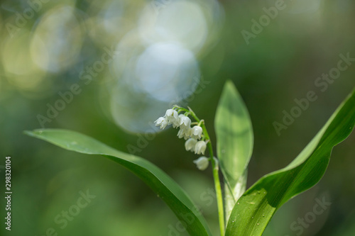 Lily of the valley (Convallaria majalis) flowers with water drops on green background. Lily of the valley (Convallaria majalis) close-up, blurred background, beautiful bokeh.