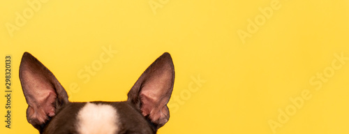 The top of the dog's head with large black ears Boston Terrier breed on a yel...