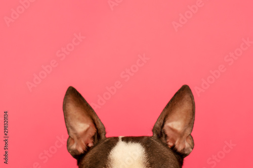 Top of the head of a dog with large black ears Breed Boston Terrier on a pink...