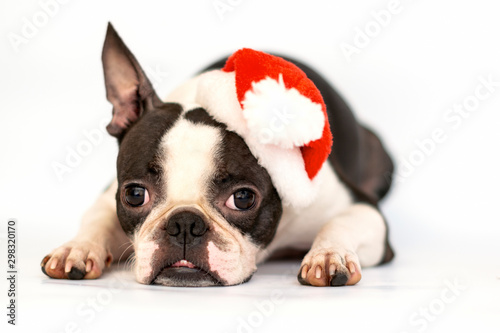 Dog breed Boston Terrier in red hat Santa Claus lies sad on a white background. © leksann