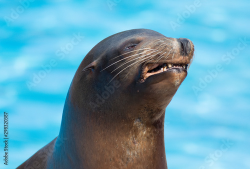 sea wolf roaring in cabarcenio natural park