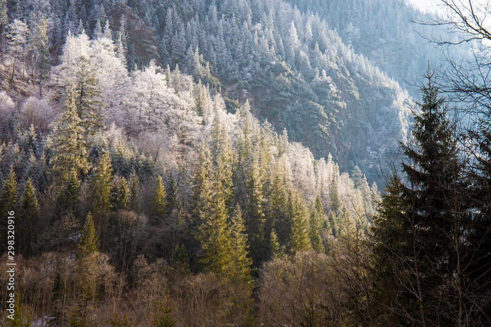 Snowy  forest,  Tatry Place   near Zakopane ski winter resort