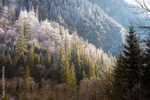 Snowy forest, Tatry Place near Zakopane ski winter resort