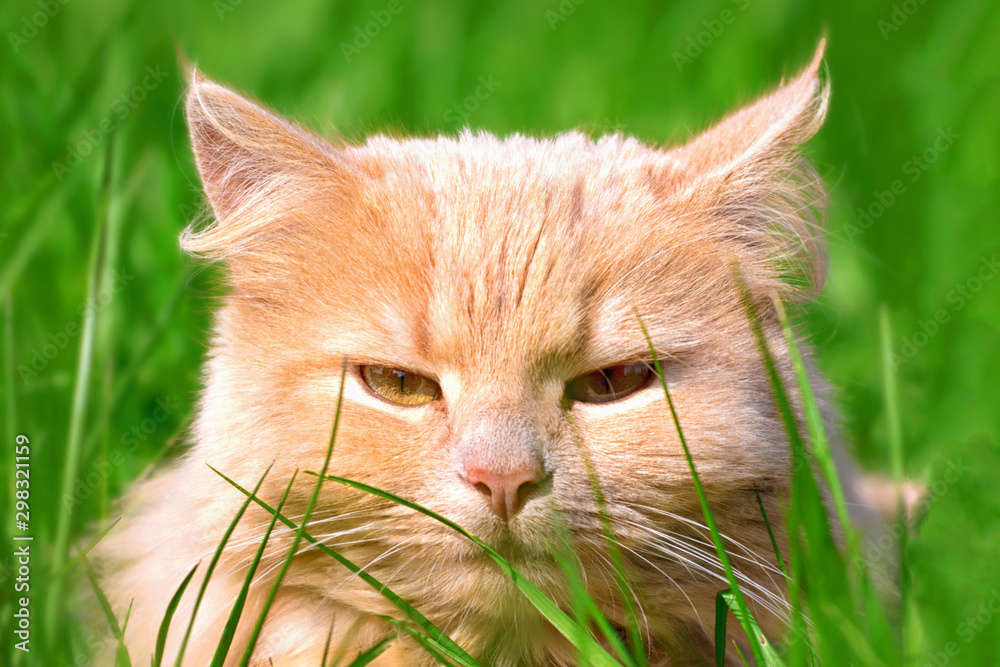 Ginger adult domestic cat sitting in grass and looking to camera