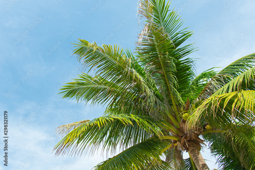 tropical coconut palm tree with blue sky and cloud background on the beach tropical coconut palm tree with blue sky and cloud background on the beach