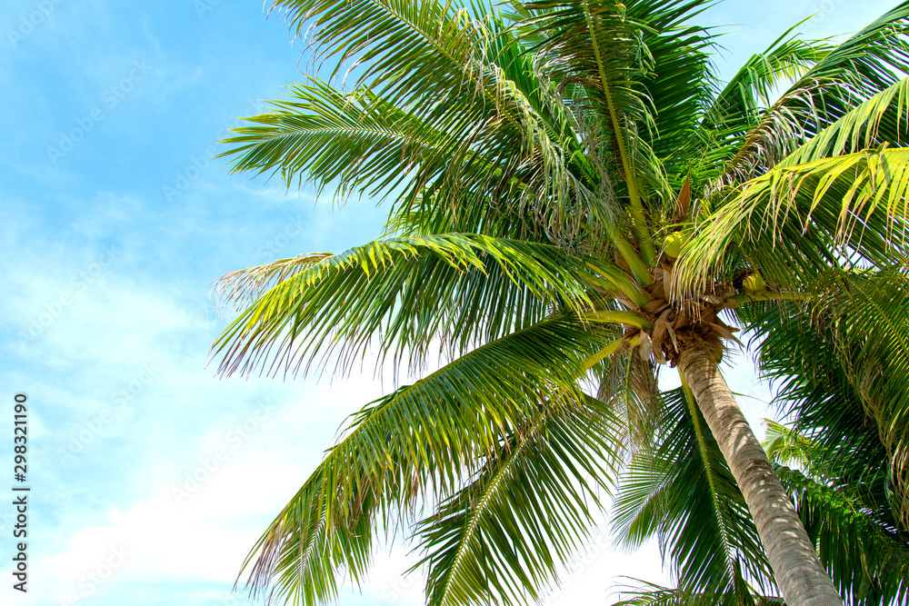 tropical coconut palm tree with blue sky and cloud background on the beach tropical coconut palm tree with blue sky and cloud background on the beach
