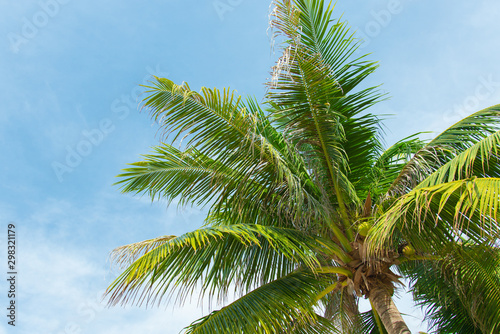 tropical coconut palm tree with blue sky and cloud background on the beach