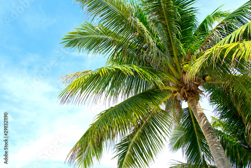 tropical coconut palm tree with blue sky and cloud background on the beach