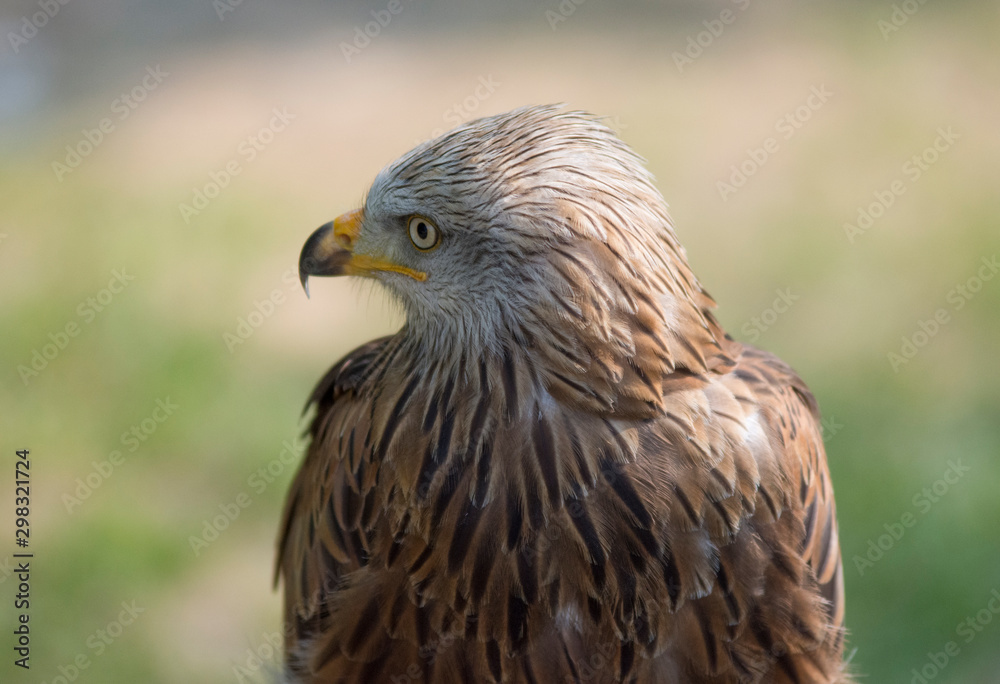 eagle close up