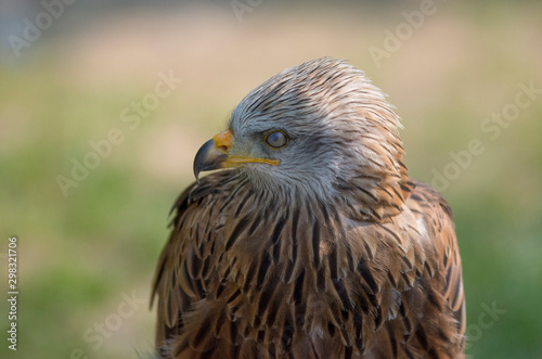 eagle close up