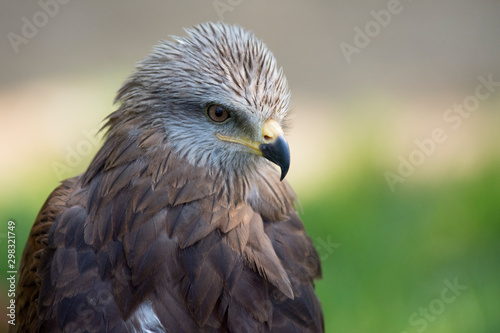 eagle close up
