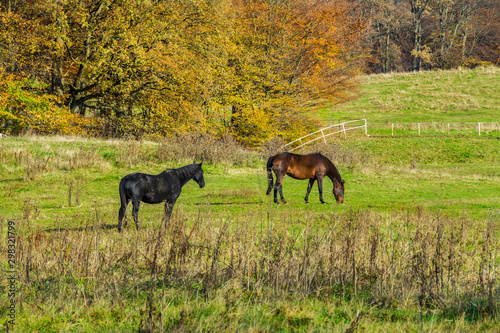 piękne konie na łące, jesień  © VinyLove Foto