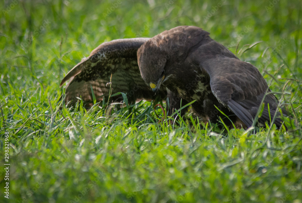 eagle eating its prey