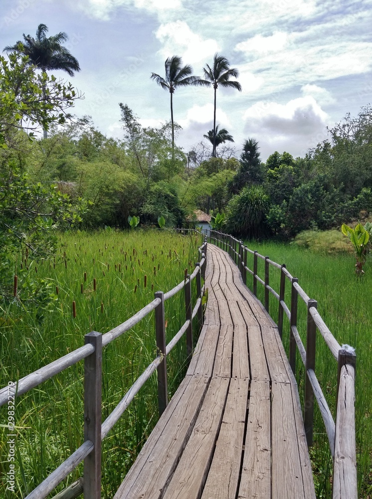 wooden bridge in the forest
