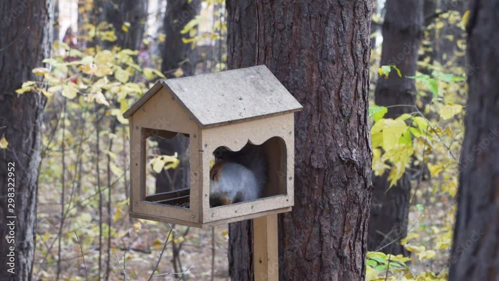 A pretty little squirrel sits in a squirrel and bird feeder in the form of a wooden house and eats cedar core. 4k footage. A pretty little squirrel sits in a squirrel and bird feeder in the form of a wooden house and eats cedar core. 4k footage.
