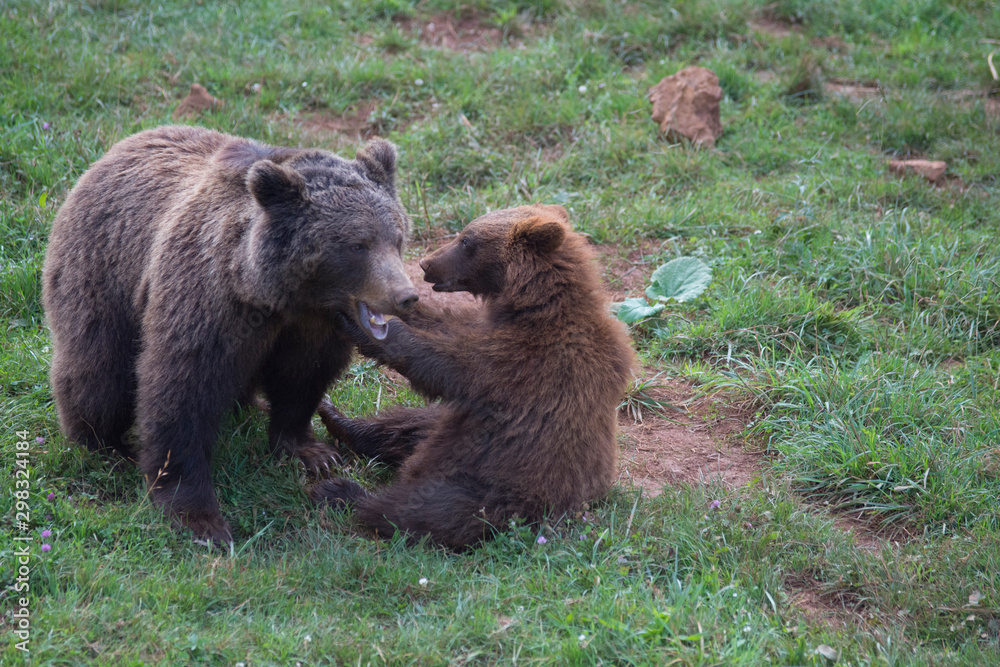 Brown bears playing in Cabarceno Natural Park, Spain