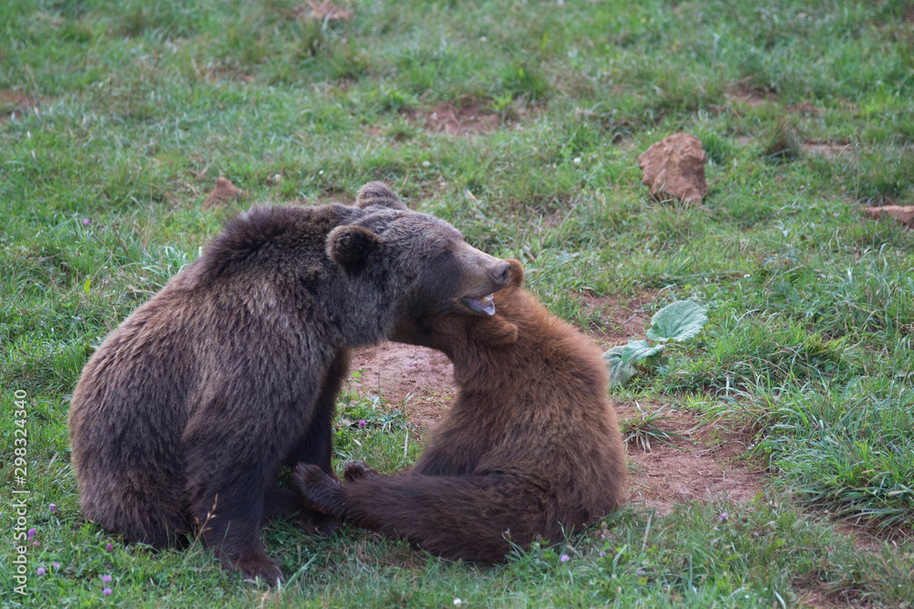 Brown bears playing in Cabarceno Natural Park, Spain Brown bears playing in Cabarceno Natural Park, Spain
