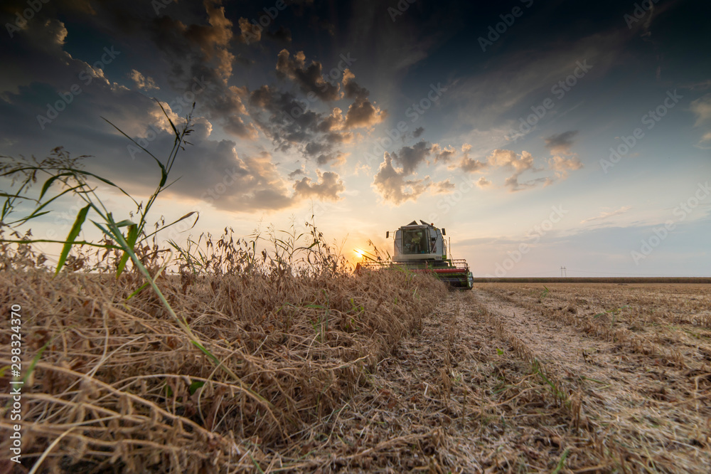 Fototapeta premium Harvesting of soybean