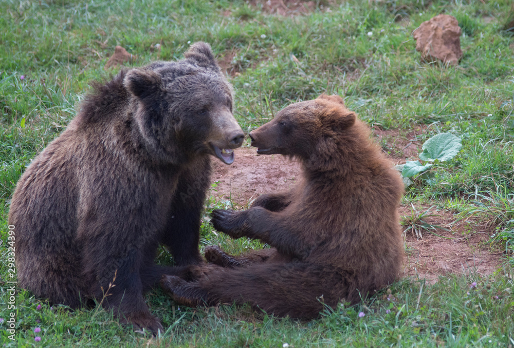 Brown bears playing in Cabarceno Natural Park, Spain Brown bears playing in Cabarceno Natural Park, Spain