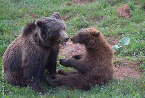 Brown bears playing in Cabarceno Natural Park, Spain © urdialex