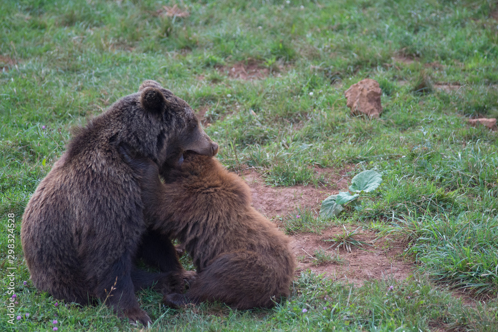Brown bears playing in Cabarceno Natural Park, Spain Brown bears playing in Cabarceno Natural Park, Spain