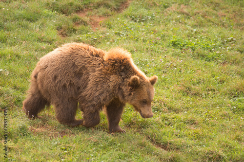 Brown bear in Cabarceno Natural Park, Spain