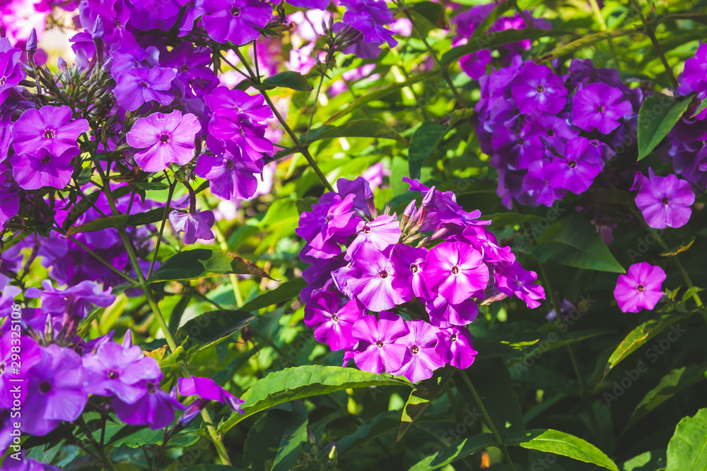 background with purple flowers, and green leaves