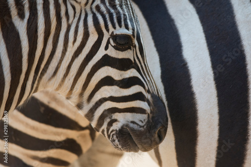 zebra bw