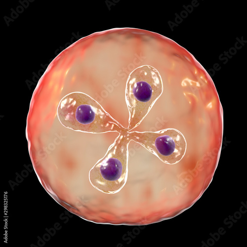 Babesia parasites inside red blood cell, the causative agent of babesiosis. 3D illustration showing classic tetrad-forms of Babesia merozoites so-called Maltese cross formation photo