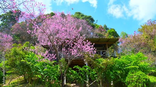 4K time lapse video of wild Himalayan cherry or Thai style sakura park at Khun Chang Khian highland research station, Thailand. photo