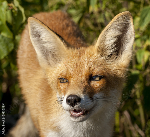 red fox