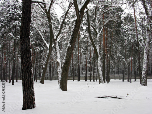 Forest in winter © Anatolii