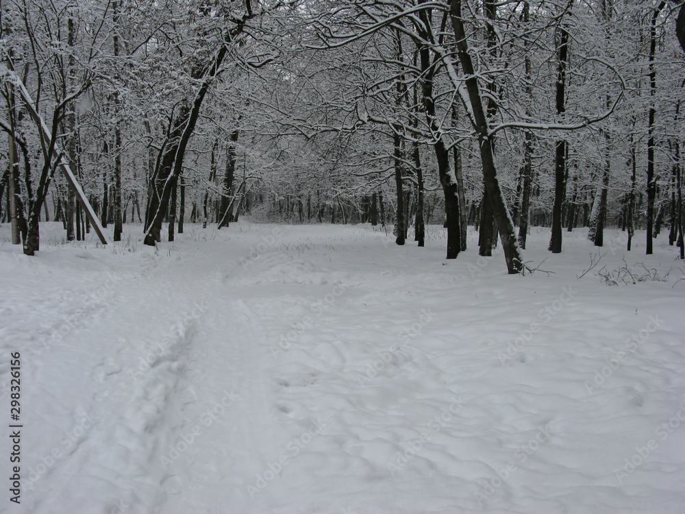 Fototapeta premium Forest in winter