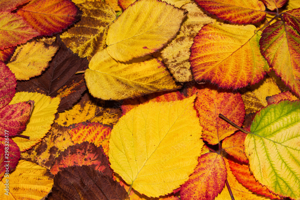 Fallen yellow, orange, brown and red BlackBerry leaves, autumn background. Leaves closeup. Selective focus.