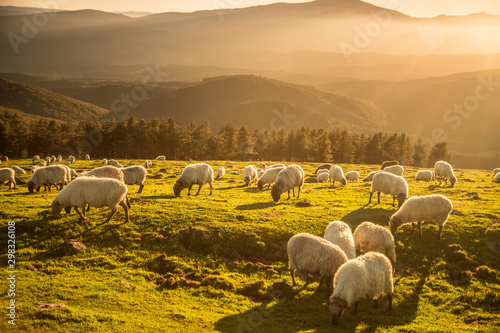 Obraz na plátně Sheeps eating grass in the mountains in the basque country