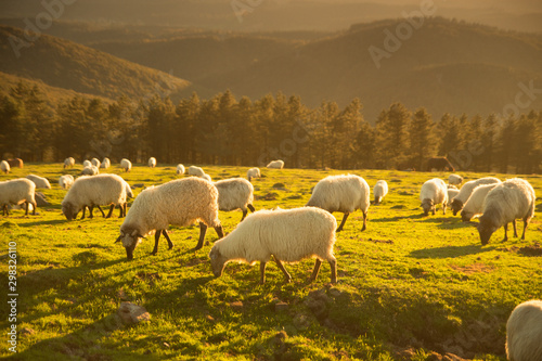 Sheeps eating grass in the mountains in the basque country