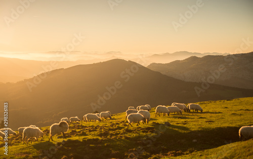 Sheeps eating grass in the mountains in the basque country photo