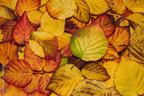 Fallen yellow  orange  brown and red BlackBerry leaves  autumn background. Leaves closeup. Selective focus.
