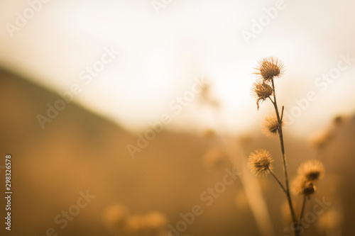 Plants in macro