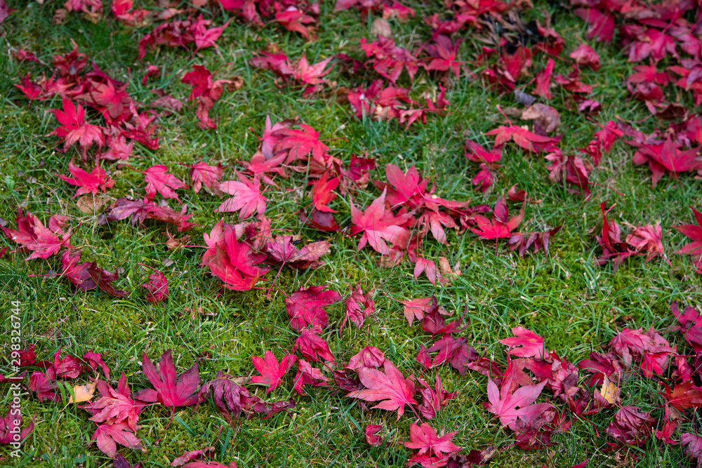 Red maple leaves on green grass in autumn