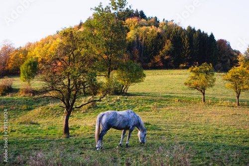 White horse grazing in field in autumn landscape. Beskydy mountains, Czech Republic.